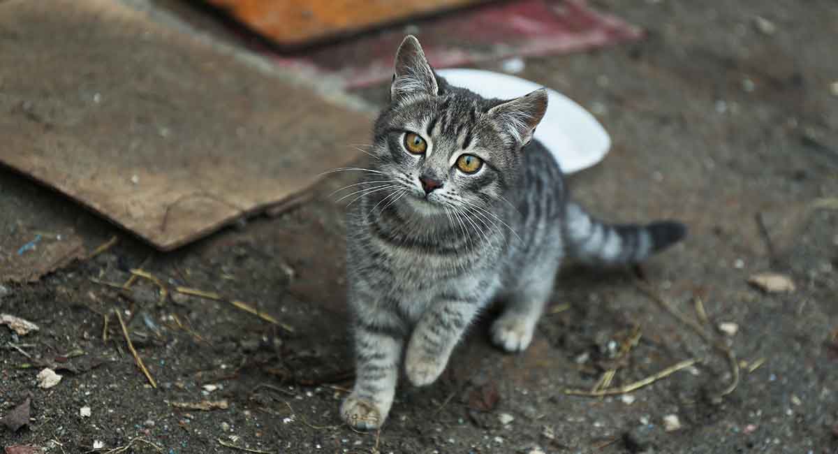 feral-cat-your-guide-to-the-cats-that-fear-people