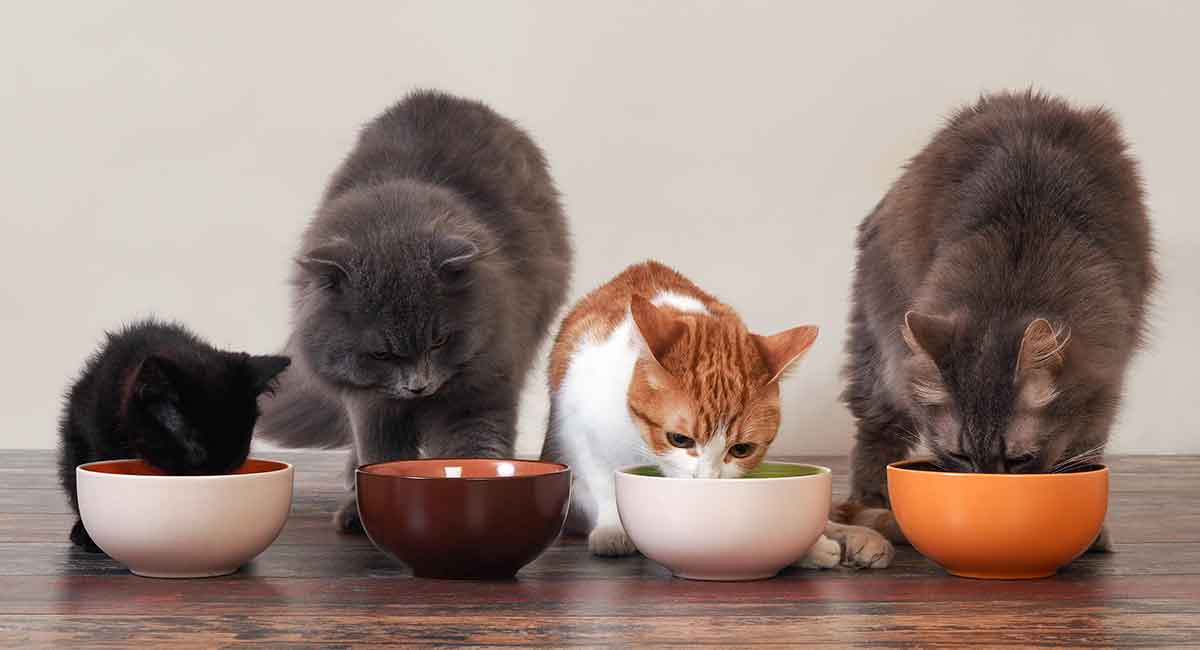 how-much-to-feed-a-cat-your-complete-feeding-guide