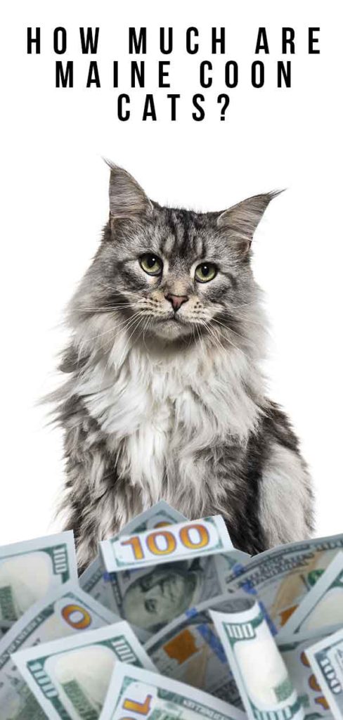 How Much Are Maine Coon Cats - What Should You Expect?