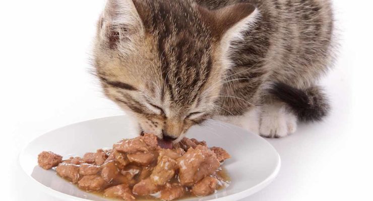 Best Wet Cat Food Guide Top Tips And Reviews To Help You Choose