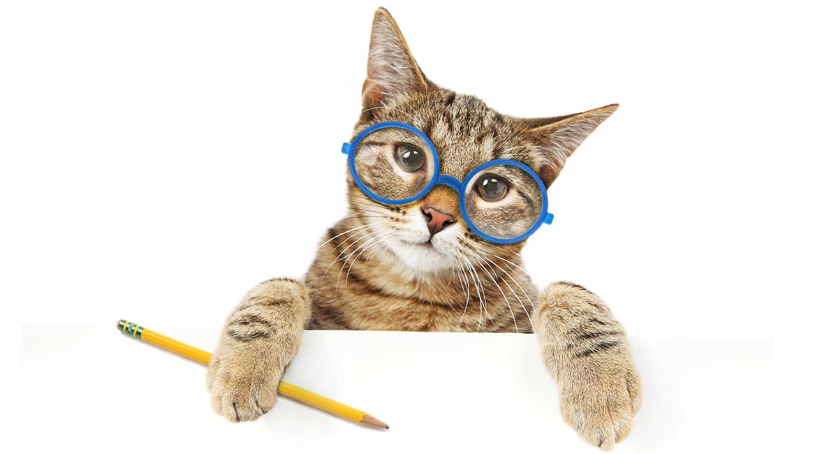 How Smart Are Cats? A Guide to Cat Intelligence - The Happy Cat Site