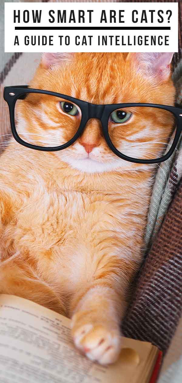 How Smart Are Cats? A Guide To Cat Intelligence - The Happy Cat Site