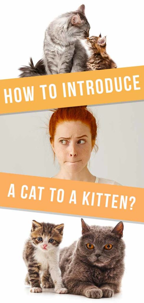 How To Introduce a Cat to a Kitten - The Best Tips And Advice