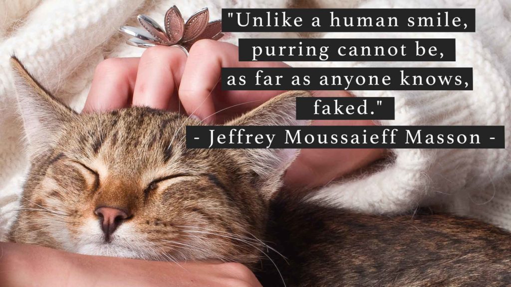 Cat Quotes - 50 Of The Best Cat Quotes To Suit Every Occasion!