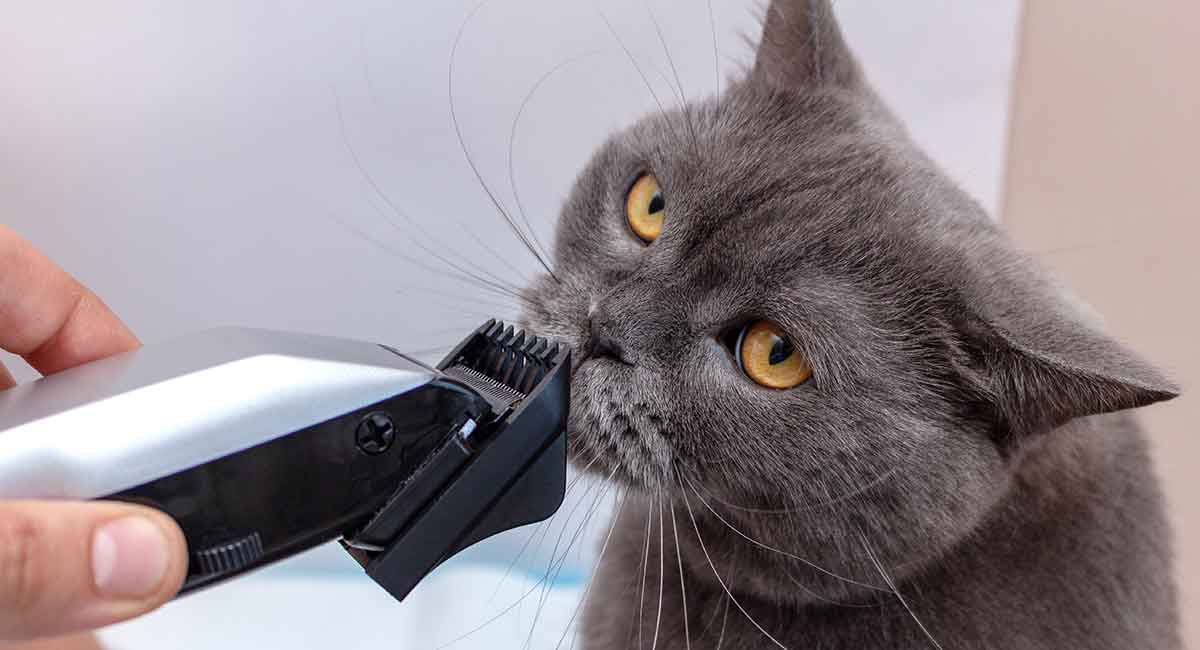 cat electric clippers