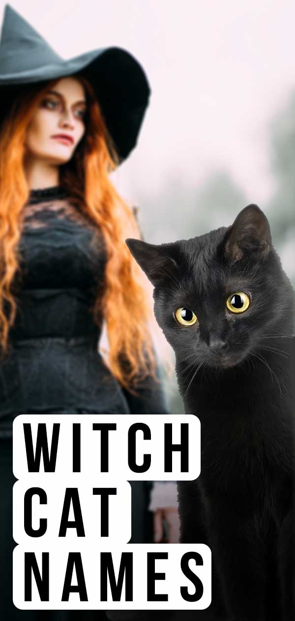 Witch Cat Names Over 350 Magical Ideas For Your New Kitten