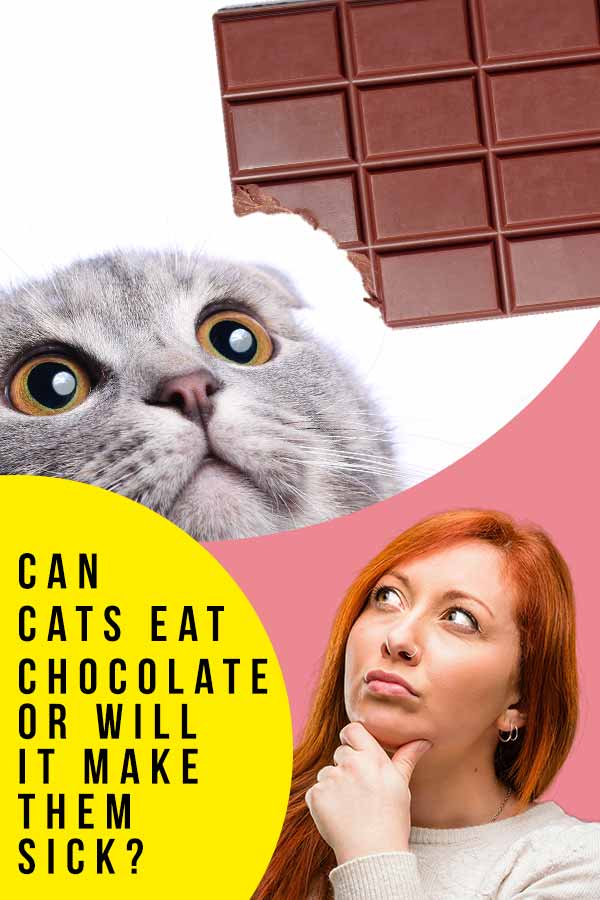 고양이가 초콜릿을 먹을 수 있습니까