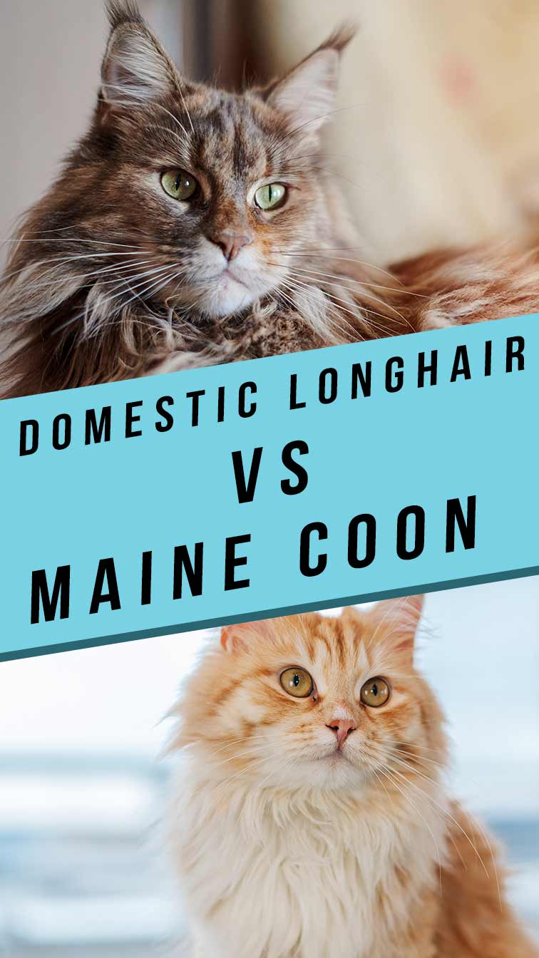 Domestic Longhair Vs Maine Coon: Which Fluffy Cat Is Right For You?