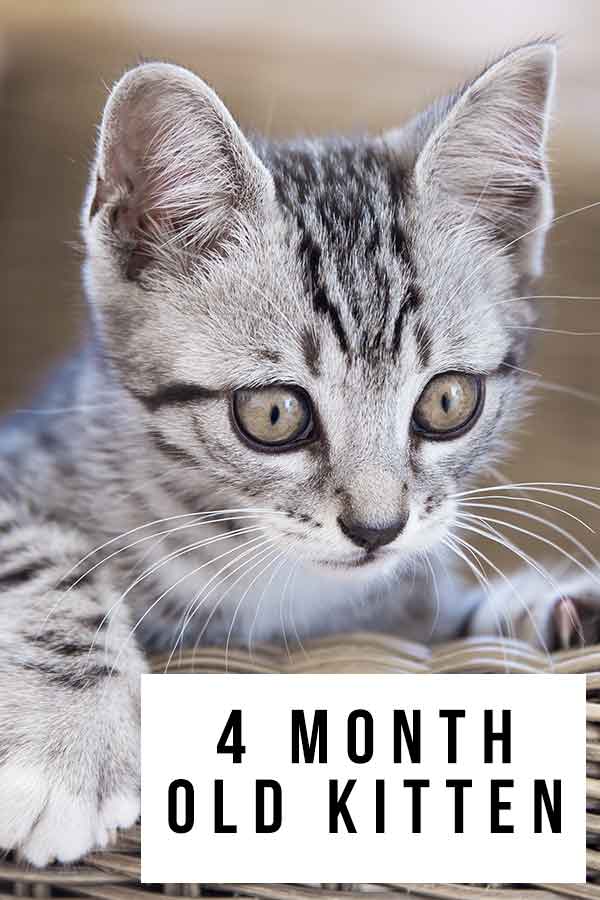 Your Kitten What To Expect At 4 To 6 Months KeepingDog