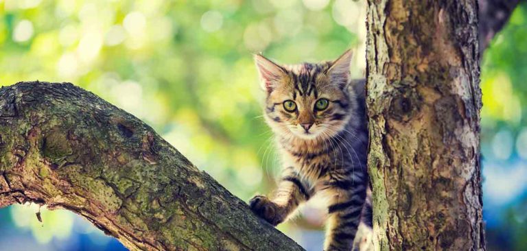 How To Get A Cat Out Of A Tree - 5 Steps To Safe Cat Retrieval