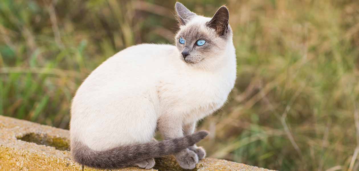 blue lynx point siamese cat