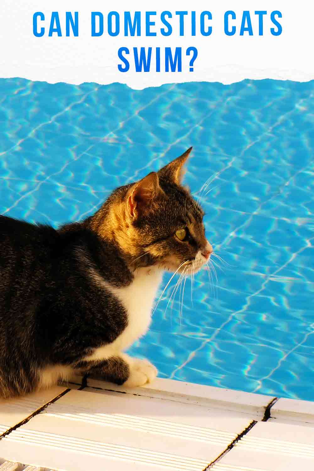 Can Cats Swim? Breaking Down The Myths About Cats And Water