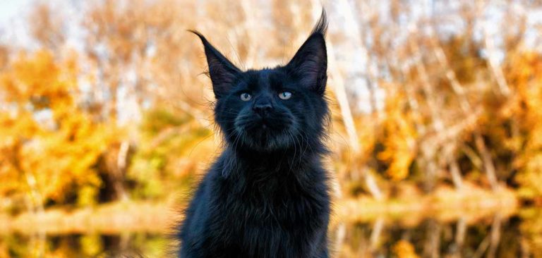 Black Maine Coon Cat - Your Complete Guide To This All Black Kitten