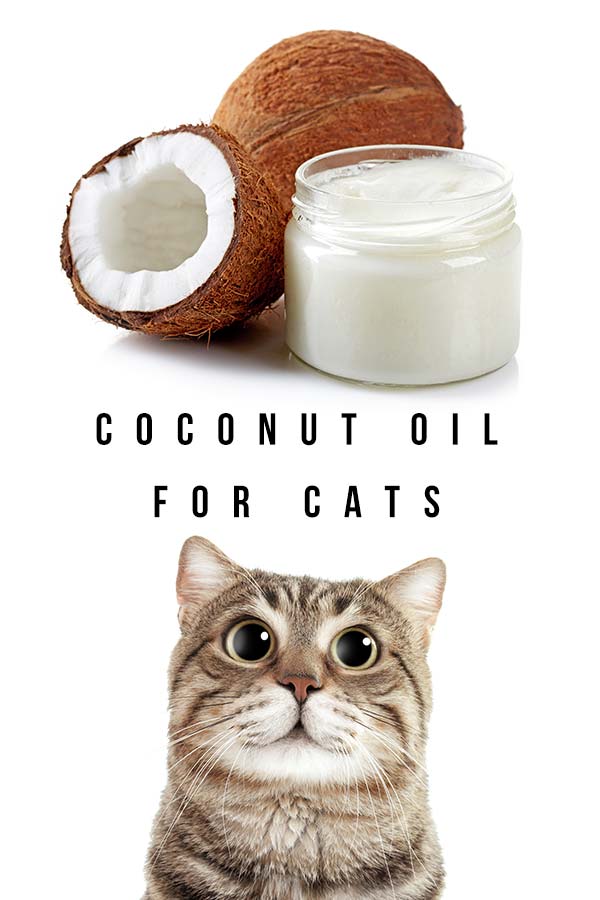 Coconut Oil For Cats Is It Good For Them And Is It Safe 