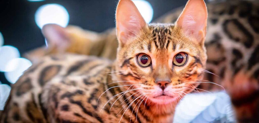 Leopard House Cat - 8 Spectacularly Spotted Breeds To Know