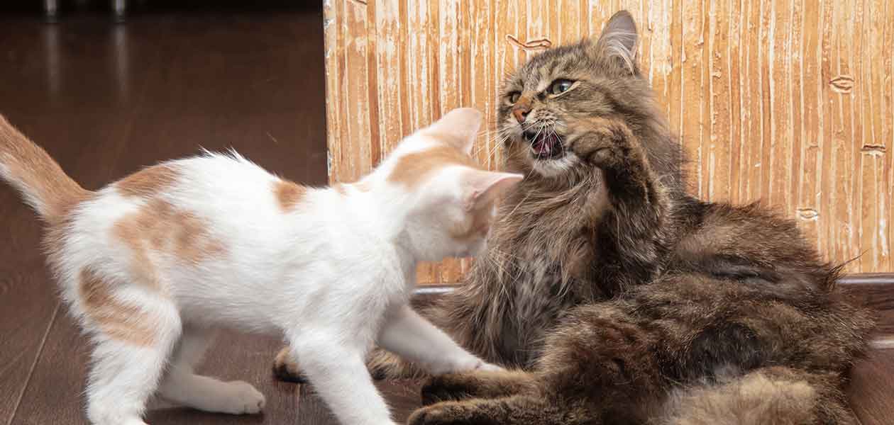 What is play fighting in cats