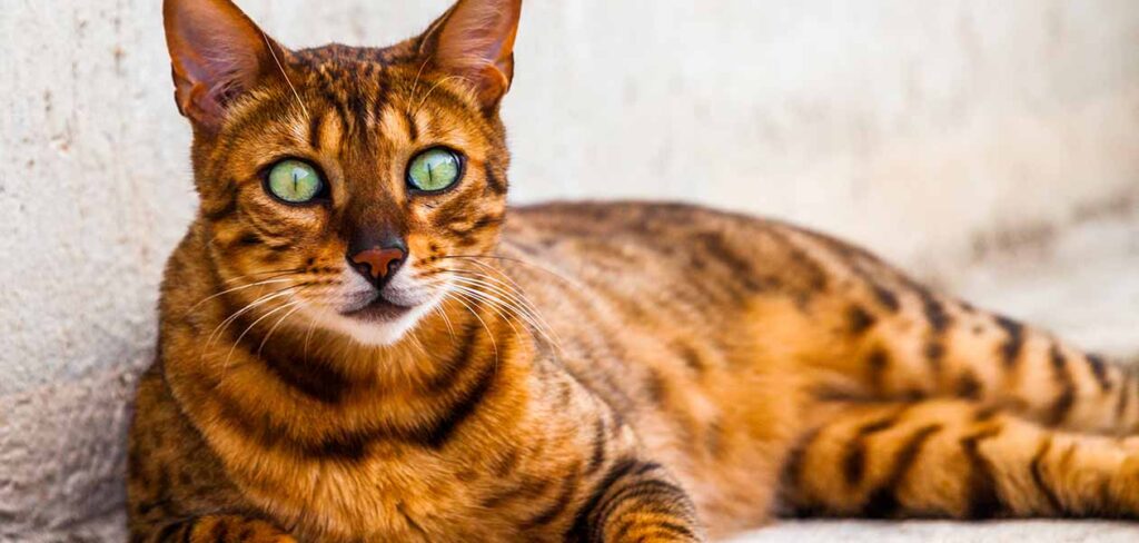 California Spangled Cat An Unforgettable Spotted Cat Breed