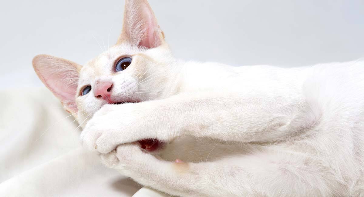 white and orange siamese cat