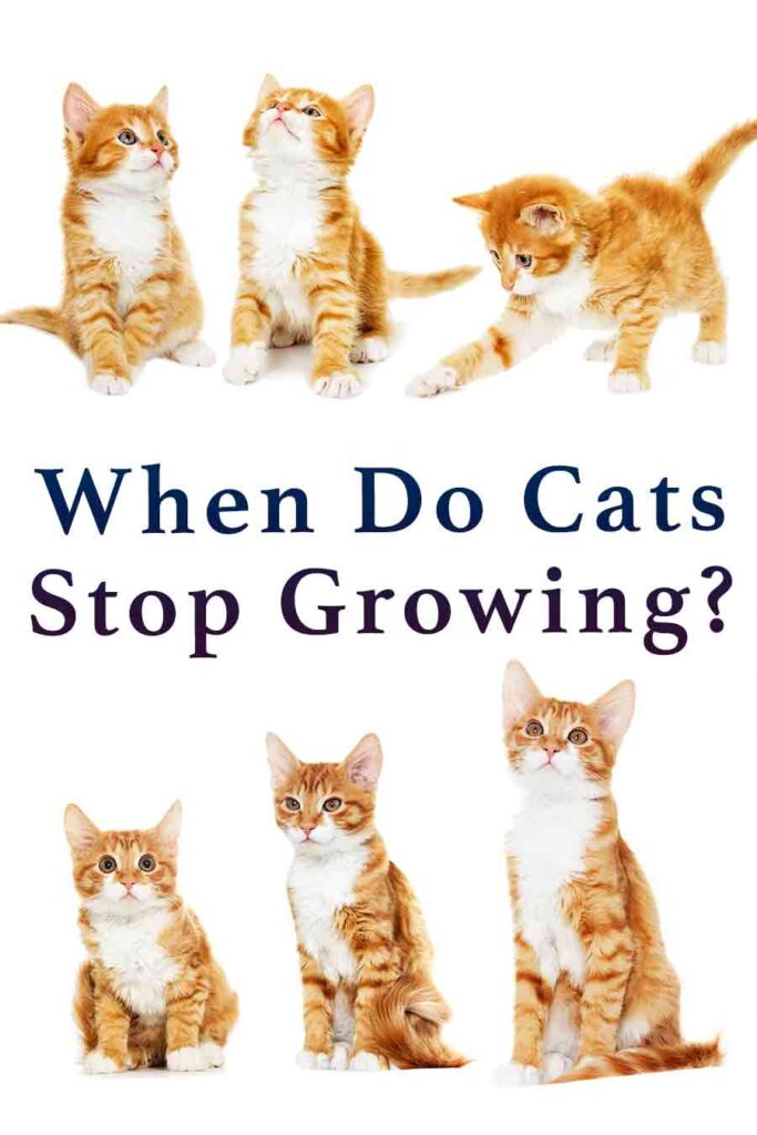 When Do Cats Stop Growing A Complete Guide To Kitten Growth