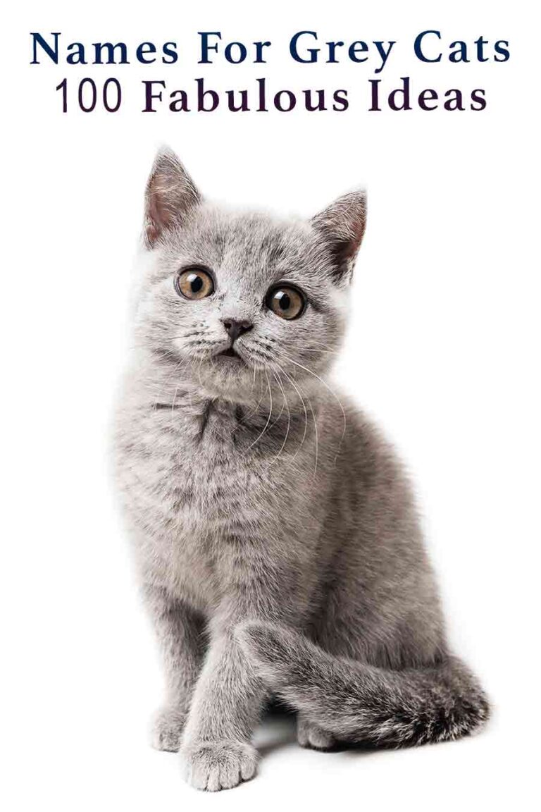 Grey Cat Names 250 Great Names For Grey Kittens