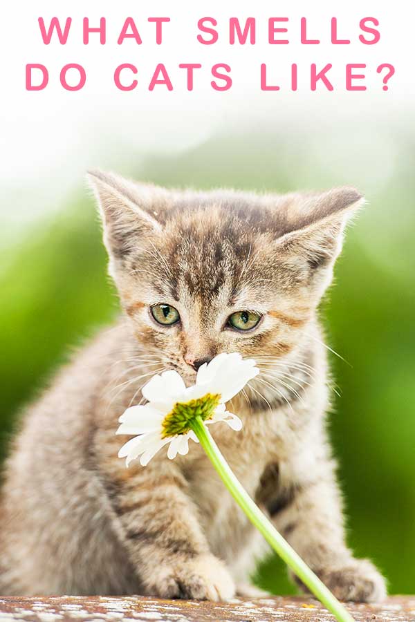 What Smells Do Cats Like And Which Smells Do They Hate?