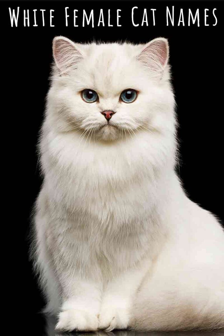 White Female Cat Names - Over 200 Ideas For White Kittens