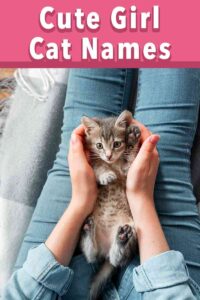 Cute Girl Cat Names - 250 Adorable Ideas For Female Cats And Kittens