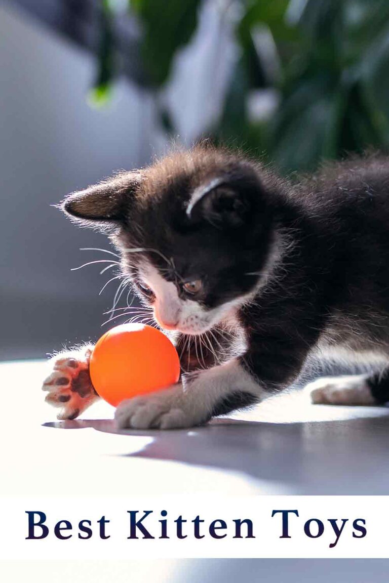 top kitten toys