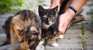 Brindle Cat - Do Cats With Brindle Pattern Coats Exist?