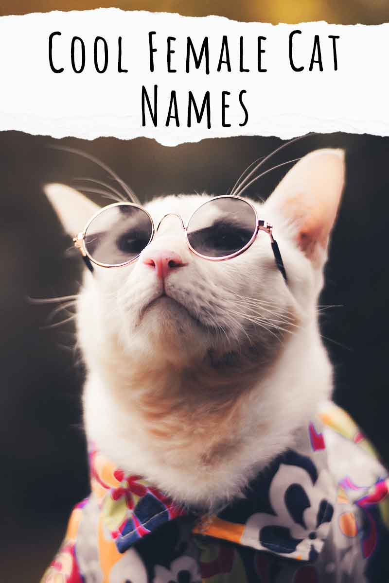 Cool Female Cat Names 200 Ideas Fit For A Queen 6339