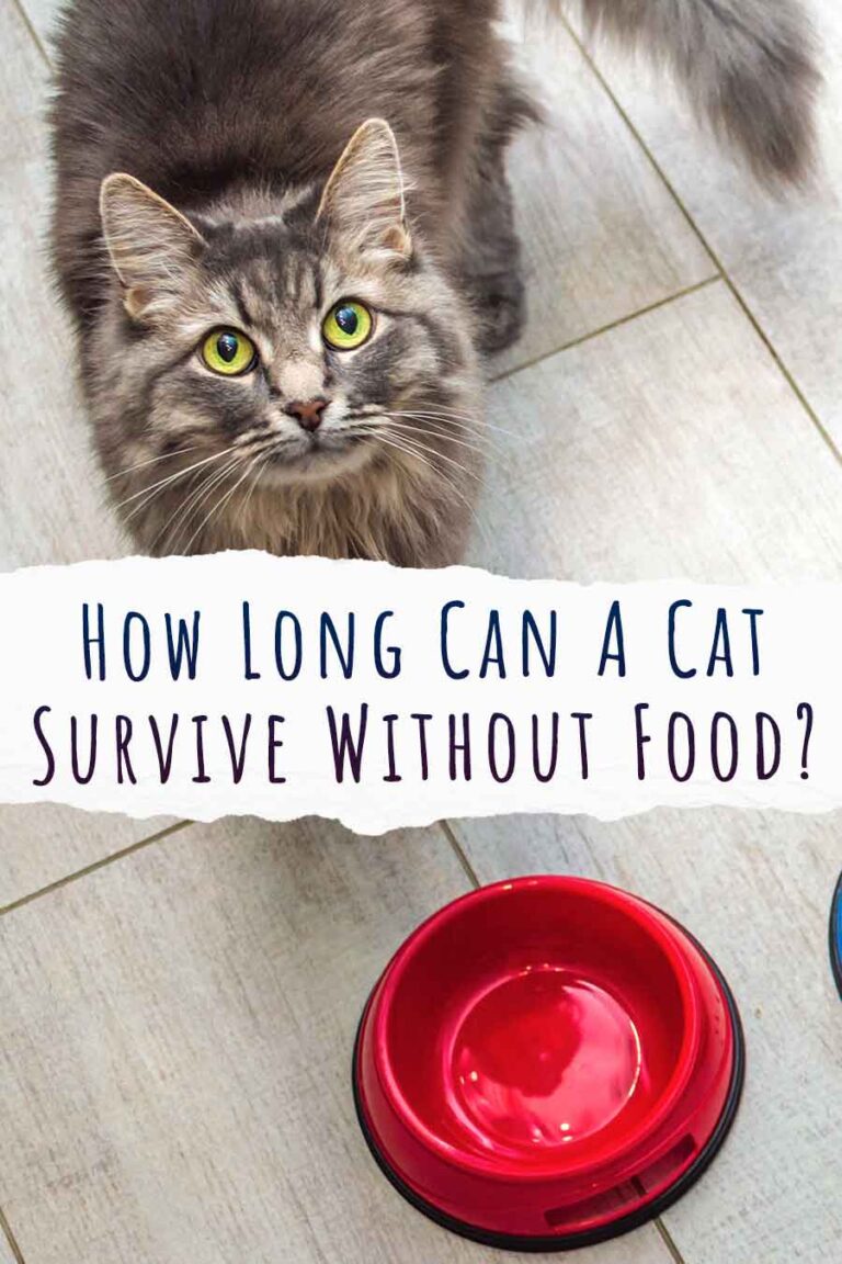 how-long-can-a-cat-survive-without-food-and-water