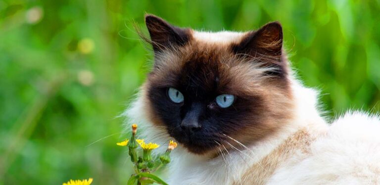 What Does A Himalayan Siamese Cat Look Like