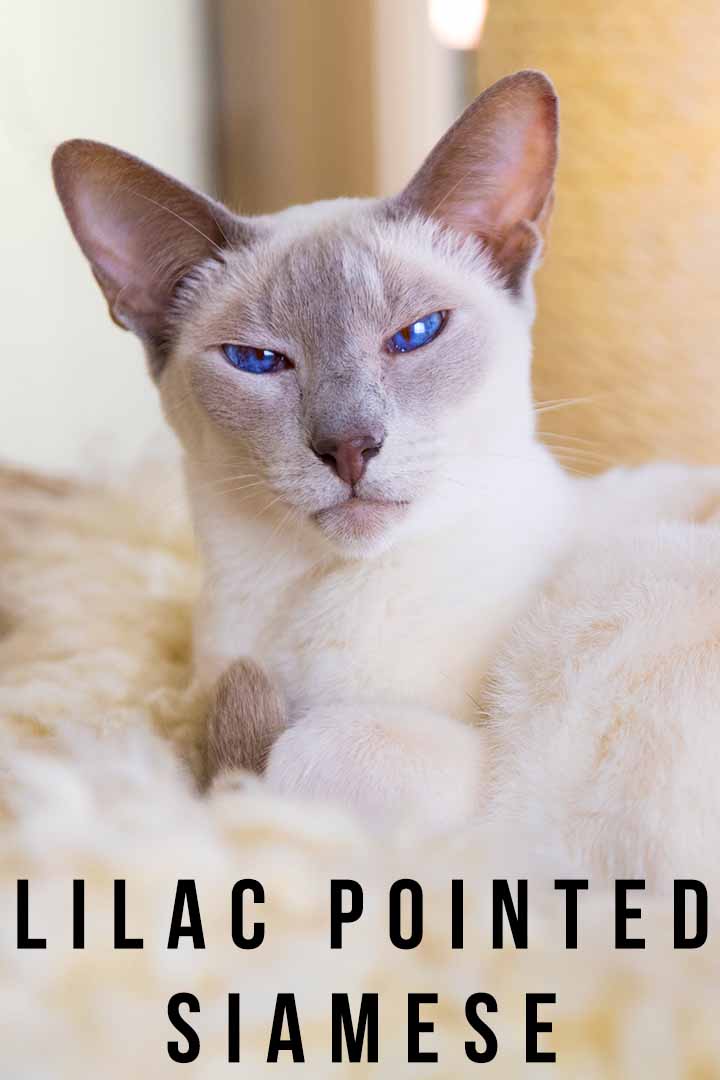 Lilac Pointed Siamese Cat Traits, Characteristics and Personality