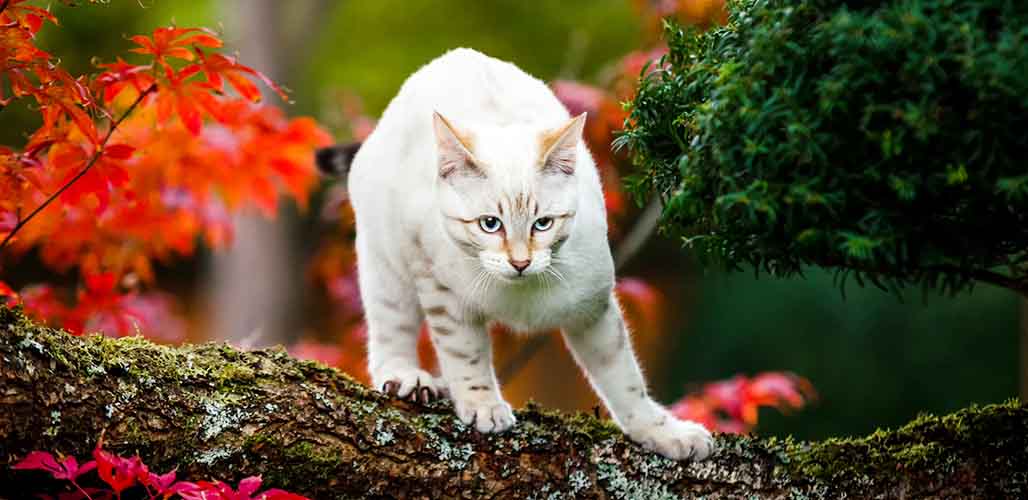 Snow Lynx Bengal Cat Traits And Care Guide