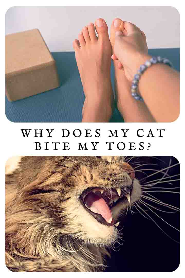 Why Does My Cat Bite My Toes?