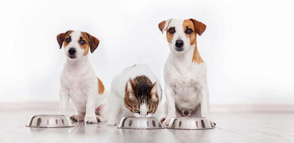 what food can both dogs and cats eat