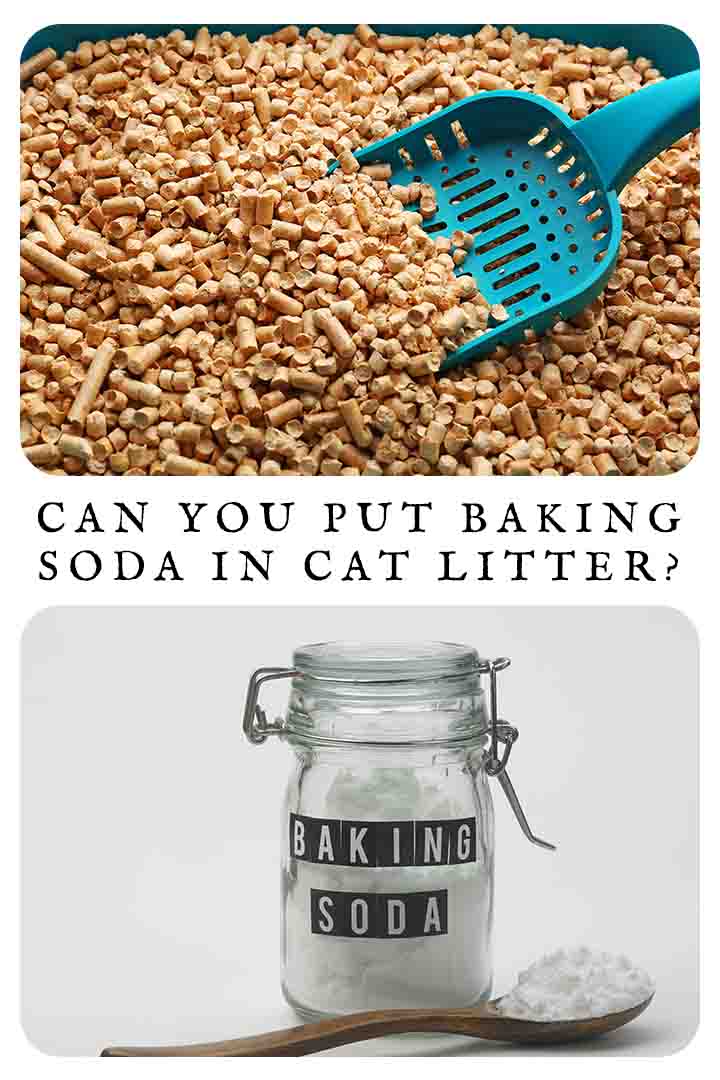 Can You Put Baking Soda In Cat Litter?