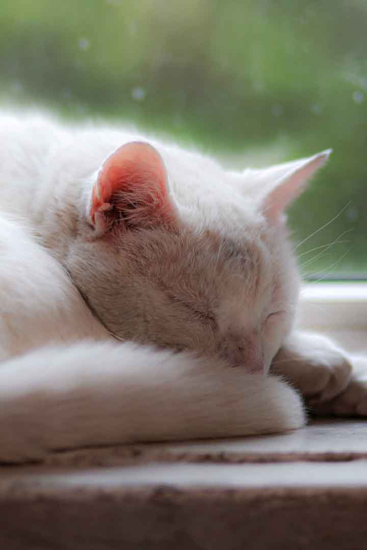 do-cats-sleep-more-on-rainy-days