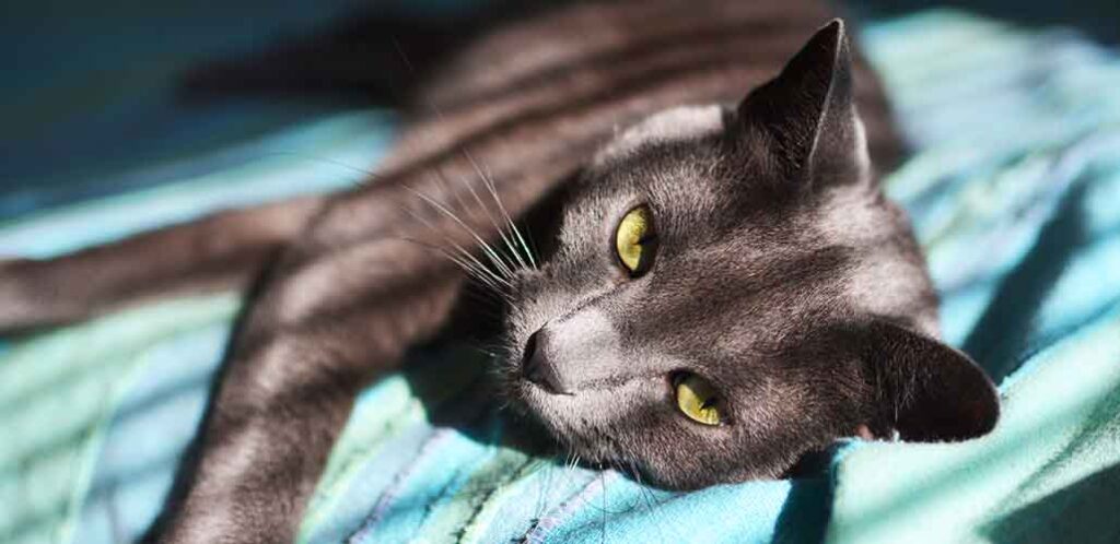 How To Train Russian Blue Cats