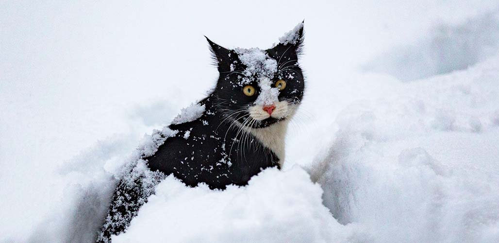 Do Cats Feel The Cold In Winter?