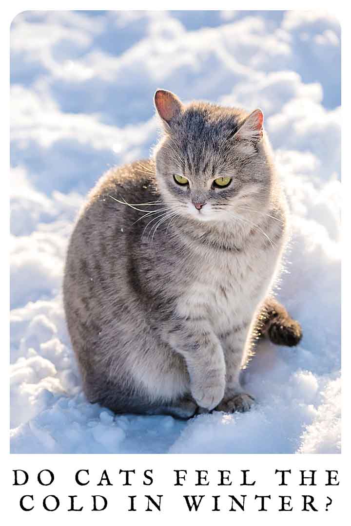 Do Cats Feel The Cold In Winter?