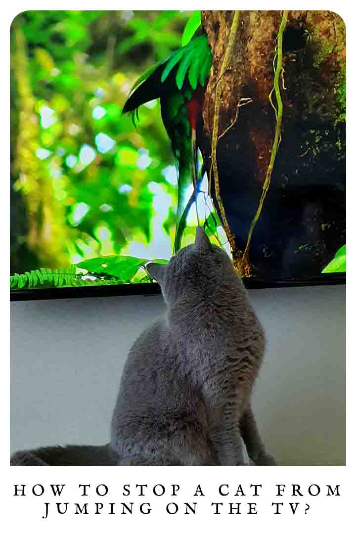 how-to-stop-cat-from-jumping-on-the-tv