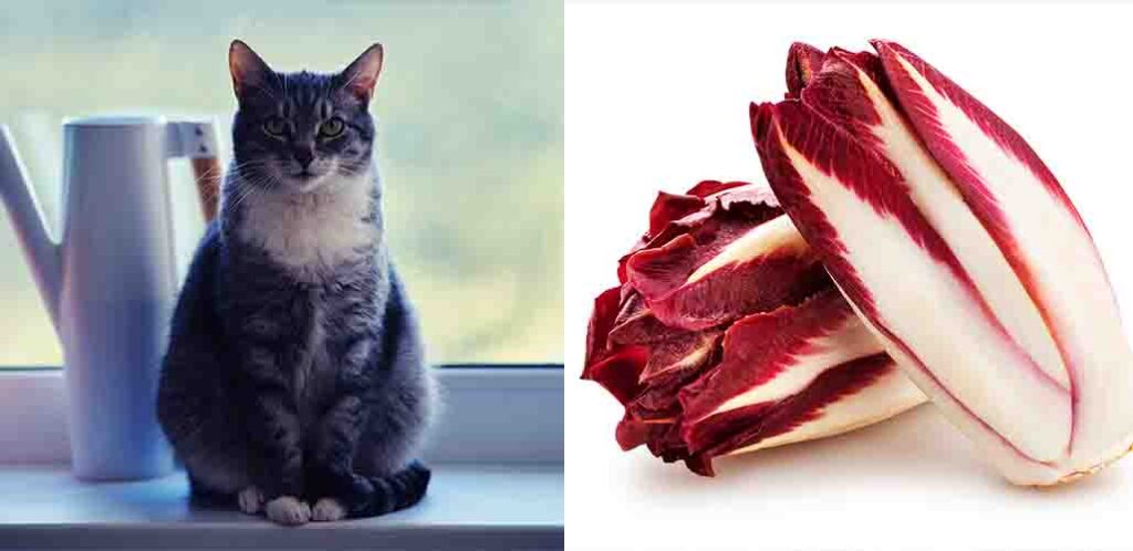 is chicory toxic to cats