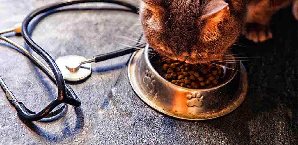 What To Feed A Sick Cat That Won t Eat