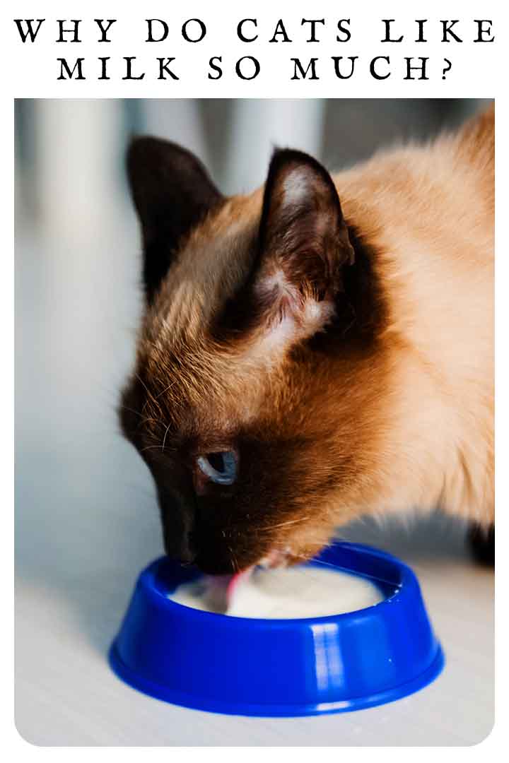 Why Do Cats Like Milk So Much?