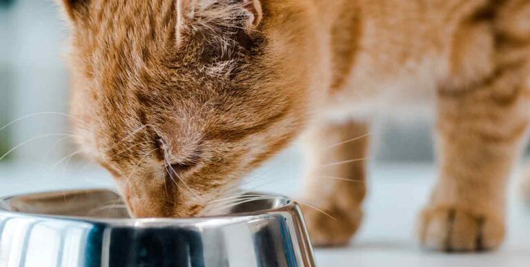 Feeding Your Cat - A Straightforward Guide