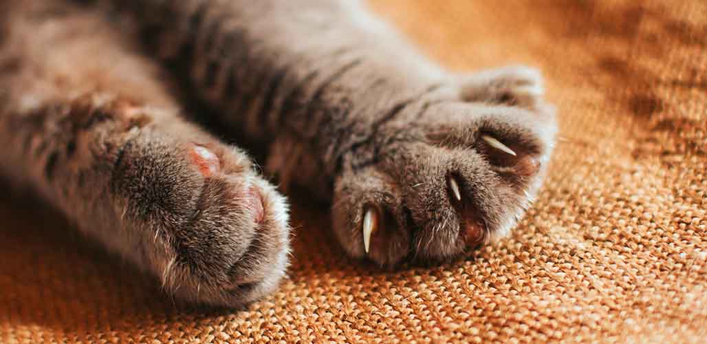 Is Declawing Cats Bad? Cat Care Advice