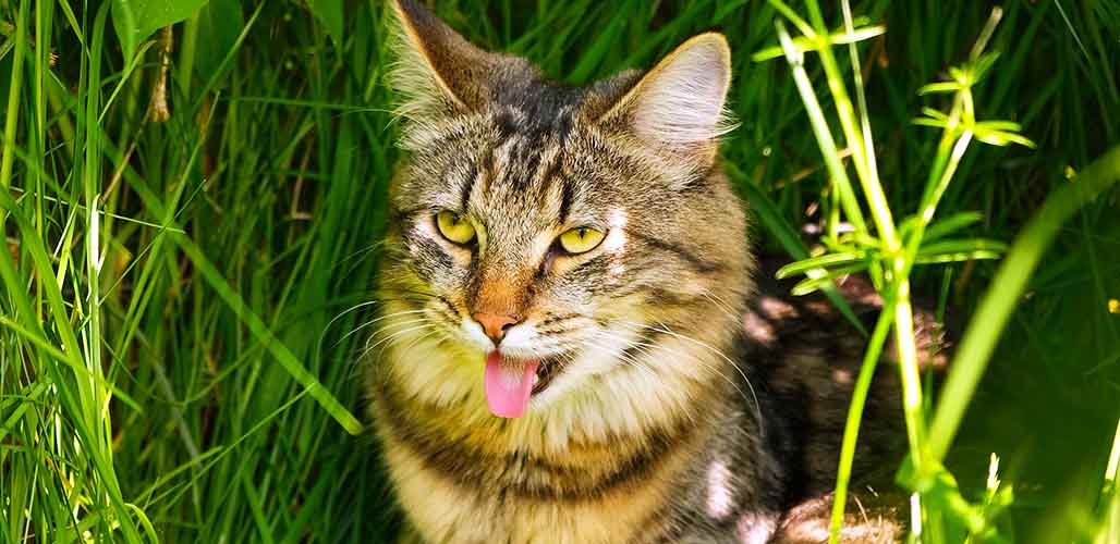 can-cats-breathe-through-their-mouth