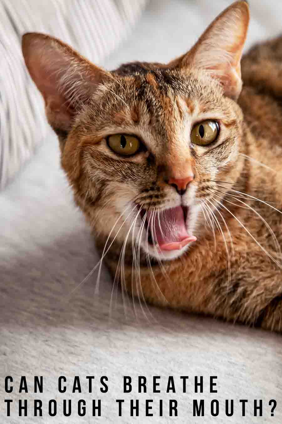 can-cats-breathe-through-their-mouth