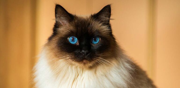 How To Identify A Ragdoll Cat - Four Approaches And Lots Of Tips!